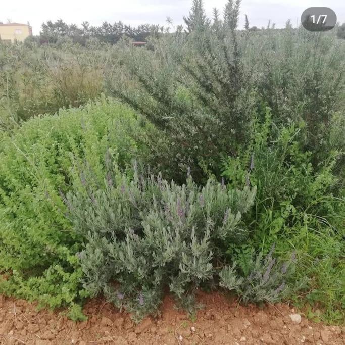 Olive Grove Cottage Skalani Knosos Exterior foto