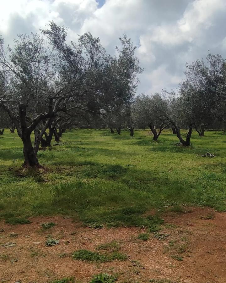 Olive Grove Cottage Skalani Knosos Exterior foto